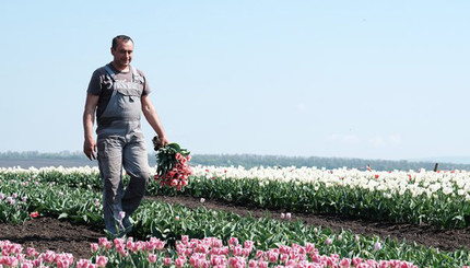 В Украине расцвело тюльпанное поле