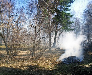 За сжигание листвы будут штрафовать 