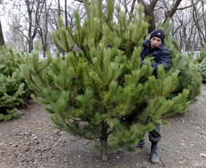 В городе открылся первый елочный базар 