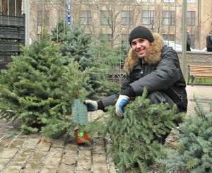 В городе нашли альтернативу елкам 