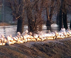 В селе Роскошное Луганской области из-за паводка отселяют 52 человека  