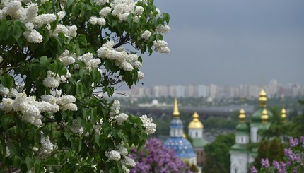 В Киеве зацвела сирень