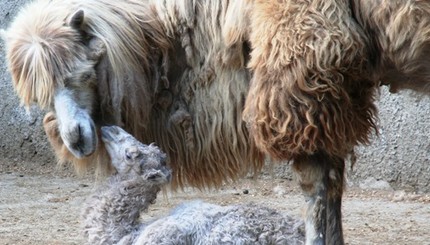 В Одесском зоопарке на свет появился верблюжонок