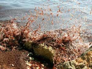 Черное море в Севастополе покраснело 