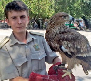 На ЮБК спаивали енотов и заставляли плясать свиней 