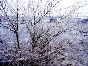 В ТНУ вырастят стеклянное дерево