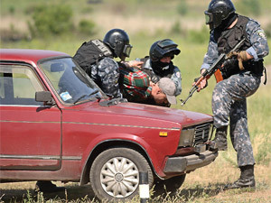 От милицейской погони бандитов спасло стадо коров