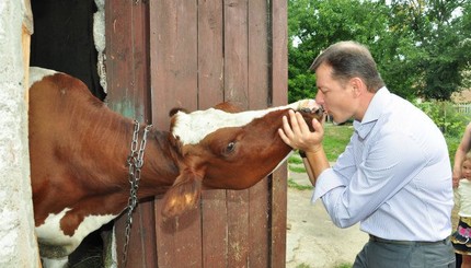 Большая политика и братья наши меньшие