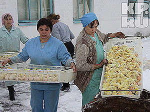 Руководству птицефабрики, где истребили больше миллиона цыплят, грозит еще одно уголовное дело