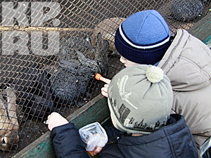 Подаренных на Новый год кроликов теперь выбрасывают на улицу