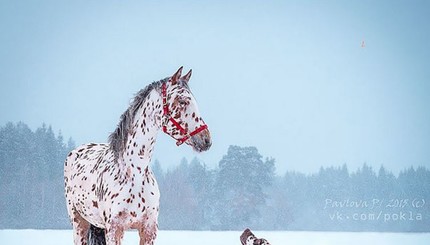 Чудо природы – животные-близнецы от разных мам