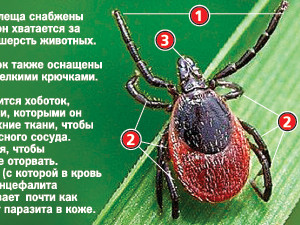 Клещи атакуют! Спасут ли прививки и запах хвои?