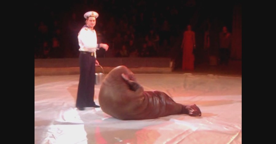 Киевский морж поет, качает пресс и кокетничает