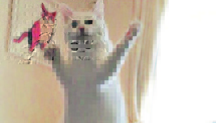 Танцующий кот