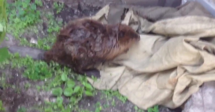 В Киеве бобер перепугал жителей многоэтажки