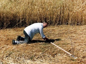 Загадочные круги на полях делают с помощью микроволновки