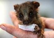 Крошке-поссуму наложили самый маленький в мире гипс