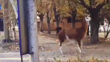 По улицам Донецка разгуливает лама