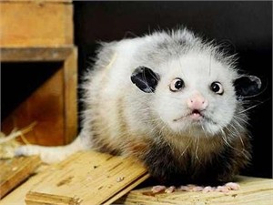 В зоопарке Лейпцига усыпили знаменитого косоглазого опоссума