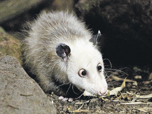Косоглазую звезду Интернета усыпили