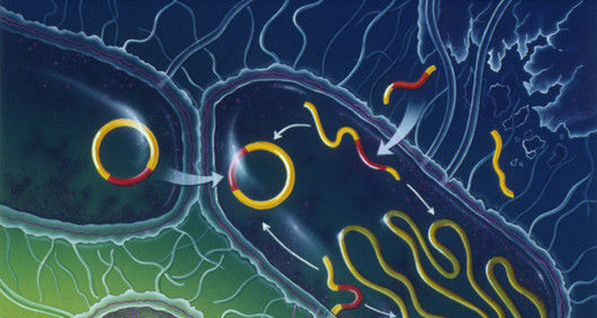 Бактерии связаны между собой всемирной генетической сетью