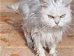 Приставы выселили кота из-за скверного характера