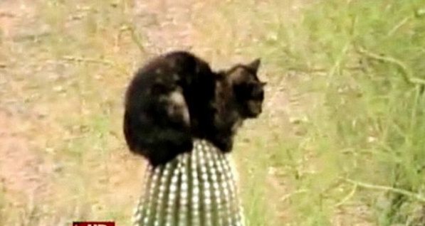 Домашний кот три дня не мог слезть с кактуса-гиганта