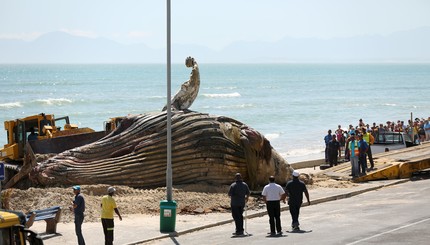 Морской прилив принес морское 