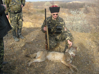 Волки наступают: Количество хищников в области выросло в 10 раз