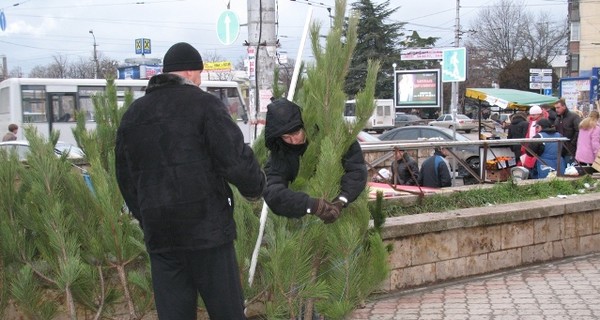 На полуострове открываются елочные базары