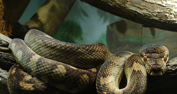 Питон едва не проглотил двухлетнего мальчика