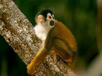 Из зоопарка похитили космическую обезъяну