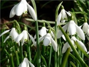 В Нью-Йорке зацвели подснежники