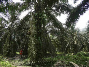 Мощное землетрясение произошло у берегов Индонезии