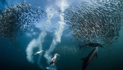 Самые красочные фотографии победителей престижного фотоконкурса