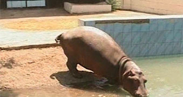 Невоспитанные посетители зоопарка довели бегемота до инфаркта