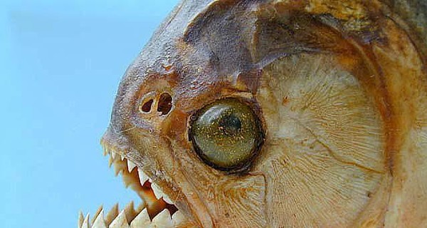 20 туристов получили ранения после нападения зубастых рыб