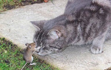 Пойманная мышь не растерялась и загипнотизировала кота 