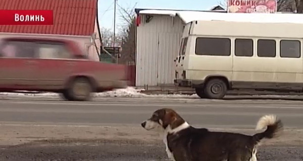 У песика, который полгода ждет на остановке, нашлись настоящие хозяева