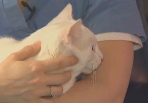 Кот Сахарок прыгнул с 19 этажа и остался жив