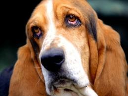 Пес оказался в беде и сам себе вызвал скорую помощь