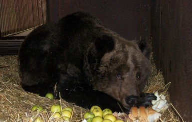 Косолапую страдалицу Ирину привезли в 