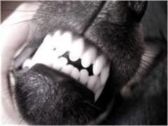 На Гавайях объявили громкий собачий лай вне закона 