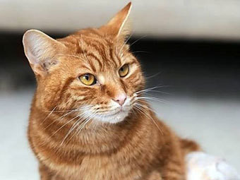 Кот на сломанных лапах три недели добирался до хозяйского дома