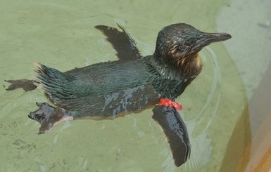 Друзья стащили пингвина из зоопарка и поселили его в гостинице