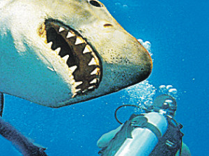 У берегов Шарм-эль-Шейха снова появилась акула-людоед?