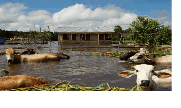 В Бразилии эвакуированы 74 тысячи семей из-за выхода Амазонки из берегов