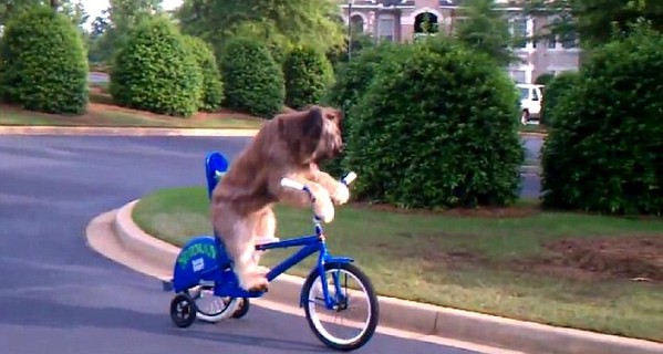 Пес-экстремал научился кататься на велосипеде 