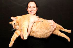 Рыжий кот-обаяшка претендует на звание самого толстого в мире