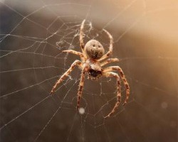 Тысячи огромных ядовитых пауков запугали целый город